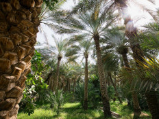 Oasis Al Ain