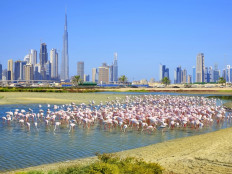 Ras Al Khor Wildlife Sanctuary
