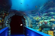 Sharjah Aquarium reviews Sharjah Aquarium