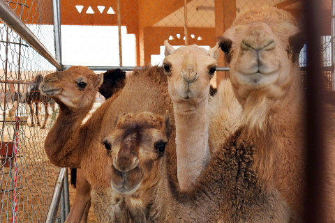 Camel Souk