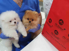 Pet Station Veterinary