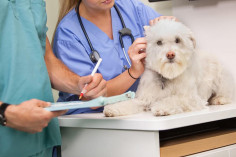 Kalba Veterinary Clinic