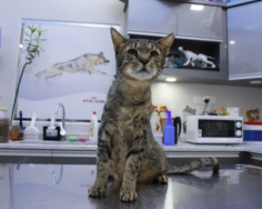 Zooland Vet Clinic