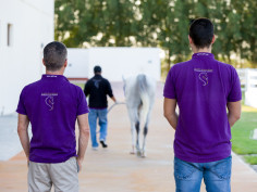 Sharjah Equine Hospital