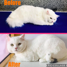 Royal Pets Grooming Salon & SPA