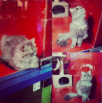 Petland MegaStore