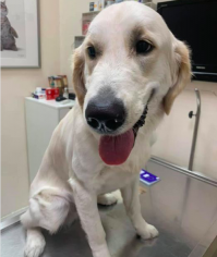 Pet Lovers Veterinary Clinic