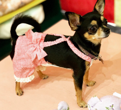Pampered Pets