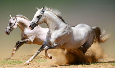 Gozl Veterinary Medicines Trading