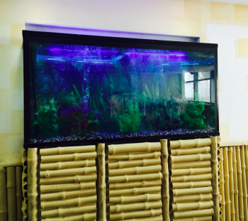 Alam Al Asmak Ornamental Fish Trading & Aquarium