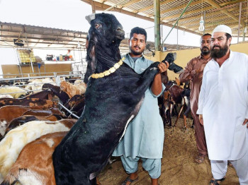 Kalba Livestock Trading