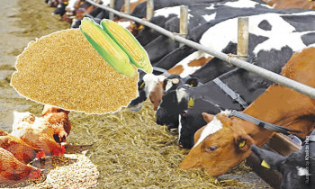 Al Waseem Livestock & Feed Trading