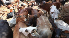 Al Qamar Livestock & Leathers Trading