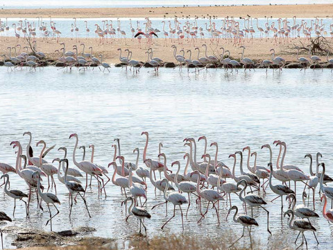 Al Wathba Wetland Reserve