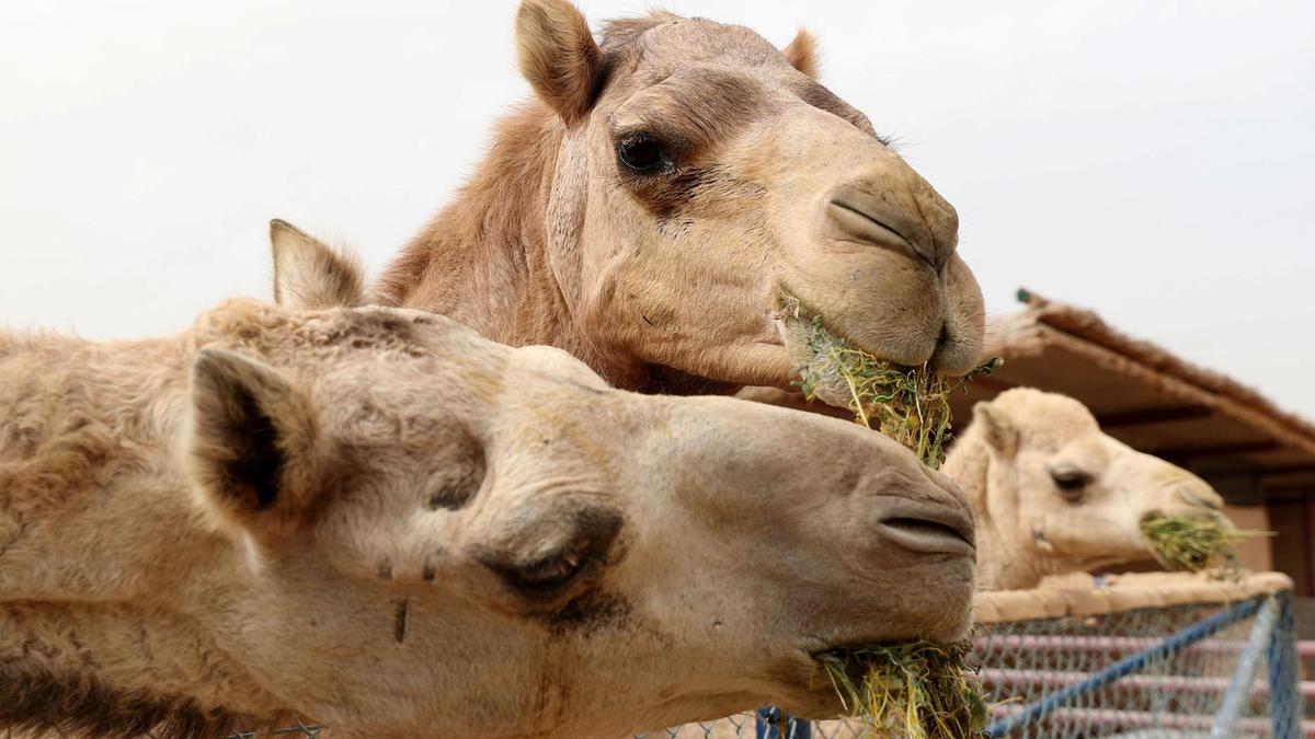 The Camel Farm Dubai