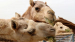 The Camel Farm
