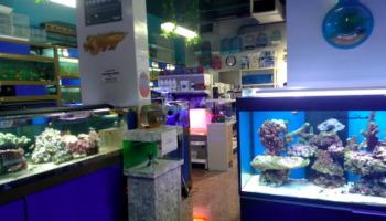 Arowana Aquarium & Pet