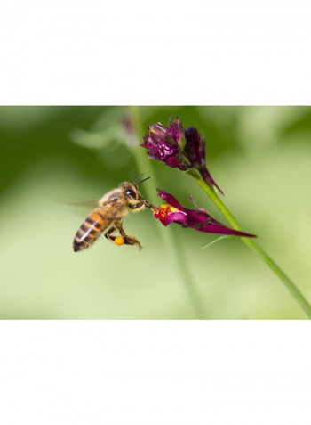 Organic Wild Flower Honey 400g