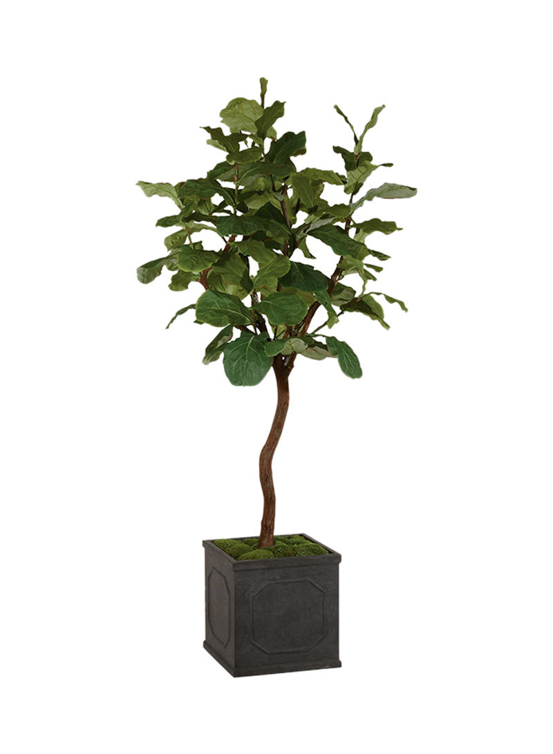 Fiddle Leaf Fig In Chelsea Box Green/Brown