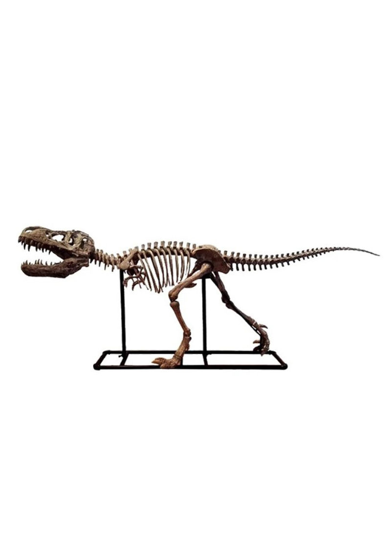 Dinosaur Skeleton Model Brown 180 x 72centimeter