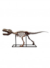 Dinosaur Skeleton Model Brown 180 x 72centimeter