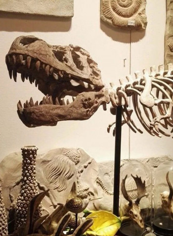 Dinosaur Skeleton Model Brown 180 x 72centimeter