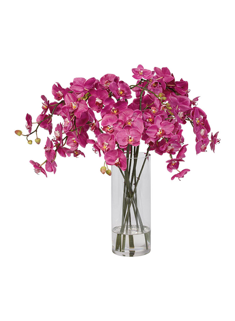 Fuchsia Orchids In Glass Vase Pink 22 x 22  x 28inch