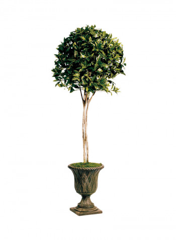 Sweet Bay Topiary Green