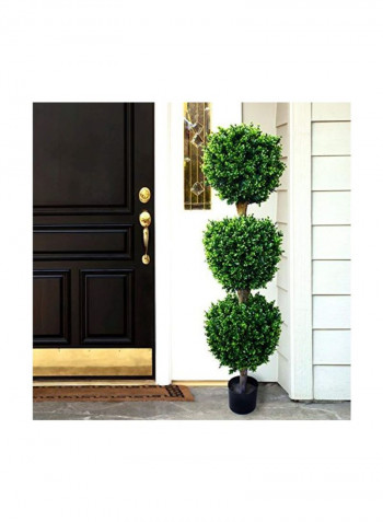 Hedyotis Triple Ball Tree Green/Black 5feet