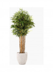 Topiary Bamboo Tree Multicolour reviews Topiary Bamboo Tree Multicolour