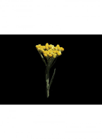 Noble Collection VIII Rococo Immortelle Parfum 50ml