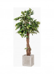 Potted Mango Tree Multicolour reviews Potted Mango Tree Multicolour