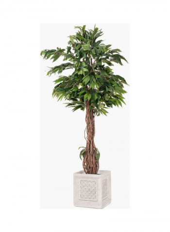 Potted Mango Tree Multicolour