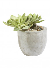 Echeveria With Pot Grey/Green reviews Echeveria With Pot Grey/Green