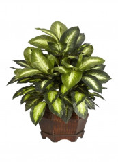 Golden Dieffenbachia Silk Plant Green/Brown 24inch reviews Golden Dieffenbachia Silk Plant Green/Brown 24inch