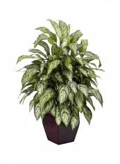 Silver Queen Artificial Plant With Pot Green/Brown