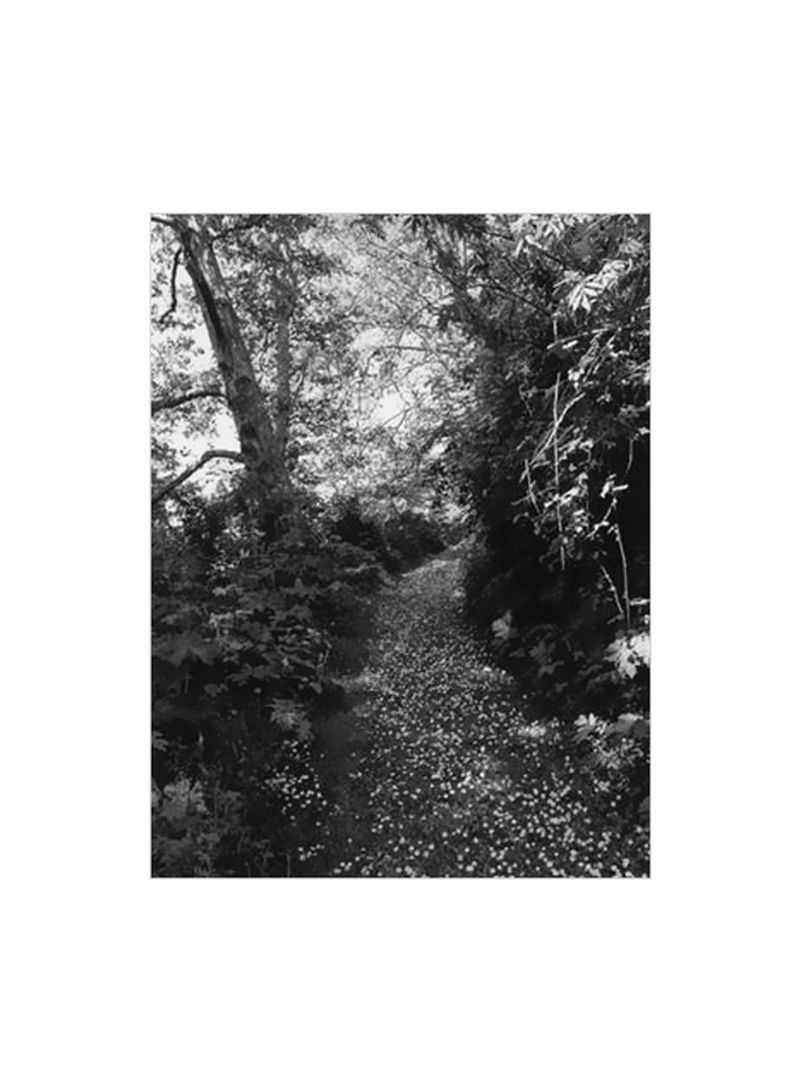 Robert Adams: An Old Forest Road Hardcover