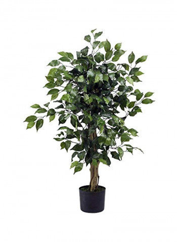Ficus Silk Tree Green/Brown 36inch