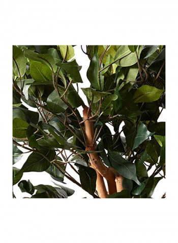 Ficus Silk Tree Green/Brown 36inch