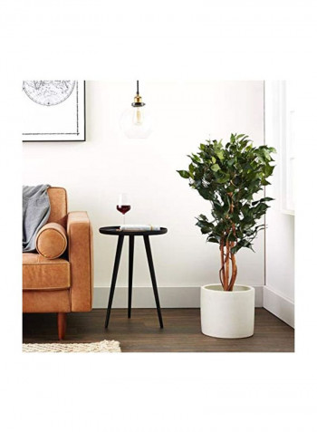 Ficus Silk Tree Green/Brown 36inch