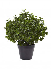 Peperomia UV Resistant Artificial Plant Green/Black