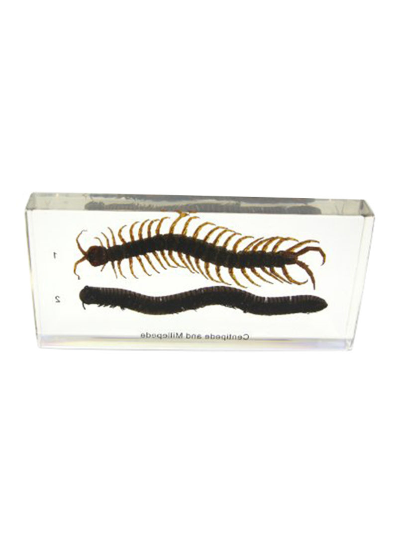 Centipede & Millipede Comparison