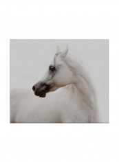 White Horse On Canvas Painting White 70x60centimeter