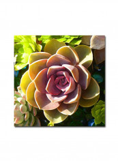 Succulent Pond VI by Amy Vangsgard Framed Wall Art Multicolour 16 x 16inch