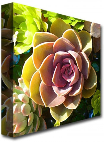 Succulent Pond VI by Amy Vangsgard Framed Wall Art Multicolour 16 x 16inch