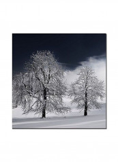 White Nature Canvas Wall Art Black/Silver 24 x 24inch