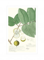 Descubes Fruit I Wall Poster Green/White 80x90x3.5centimeter