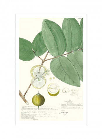 Descubes Fruit I Wall Poster Green/White 80x90x3.5centimeter