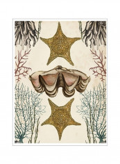 Antiquarian Menagerie Starfish Poster Beige/Green/Yellow 80x90x3.5centimeter