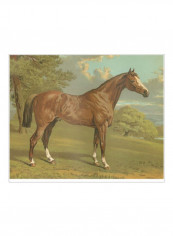 Cassells Thoroughbred I Poster Green/Brown/Blue 85x80x3.5centimeter